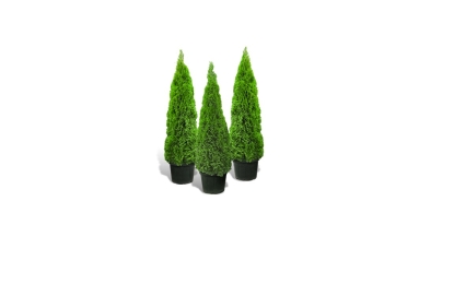 Thuja